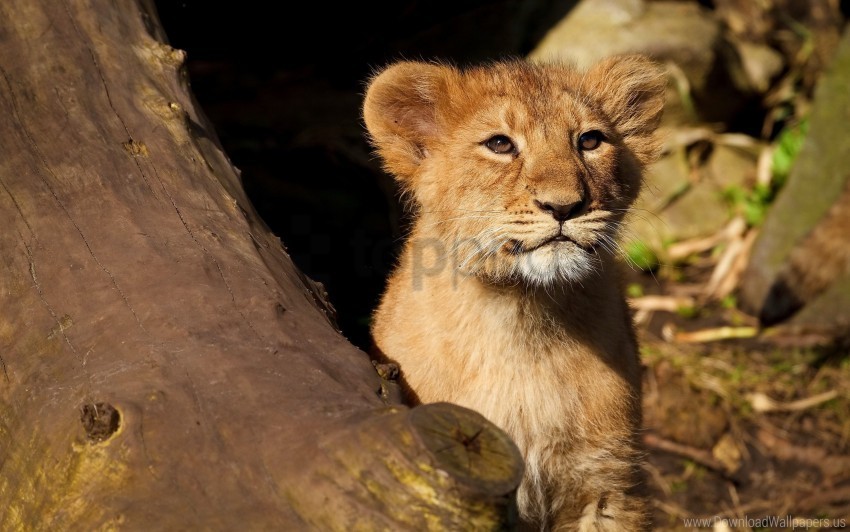 Baby Face Lion Walk Wallpaper Transparent Background PNG Isolated Item