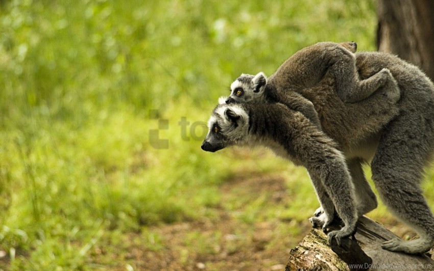 baby family lemur wallpaper Isolated Illustration with Clear Background PNG