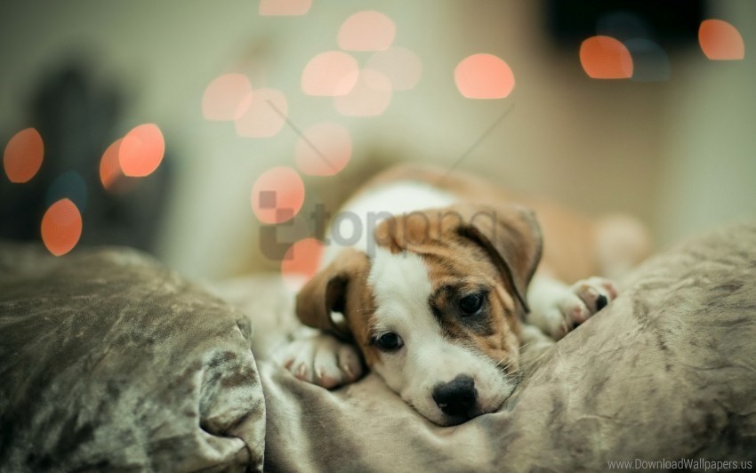 Baby Flare Lie Puppy Spotted Wallpaper PNG File With No Watermark