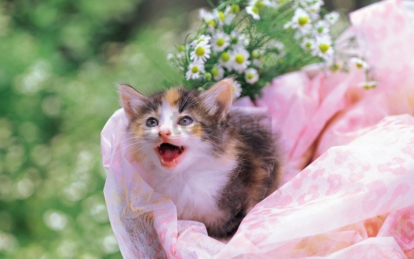 baby flowers kitten spotted white wallpaper Transparent PNG image free