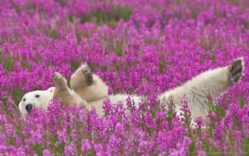 baby flowers lie down polar bear wallpaper Clear PNG images free download