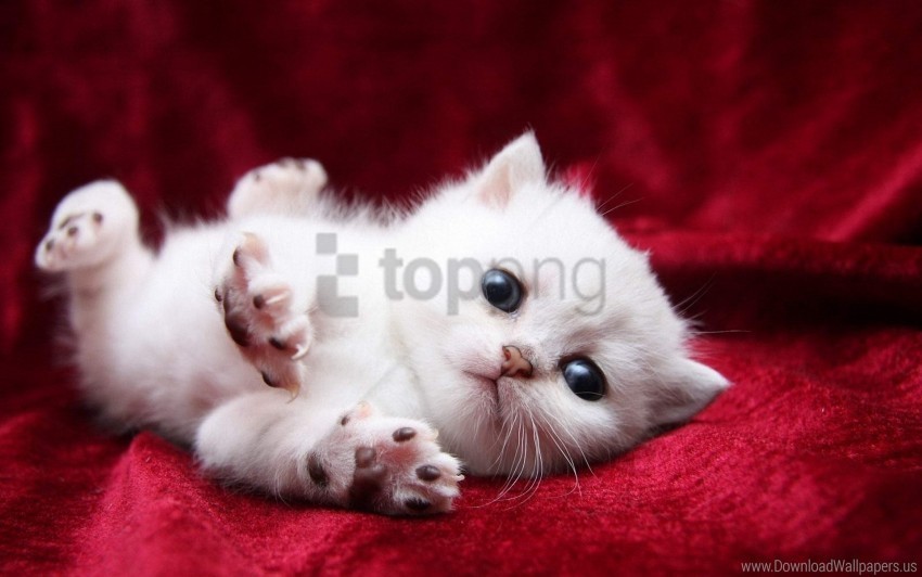 baby fluffy kitten lie wallpaper PNG Graphic with Isolated Design