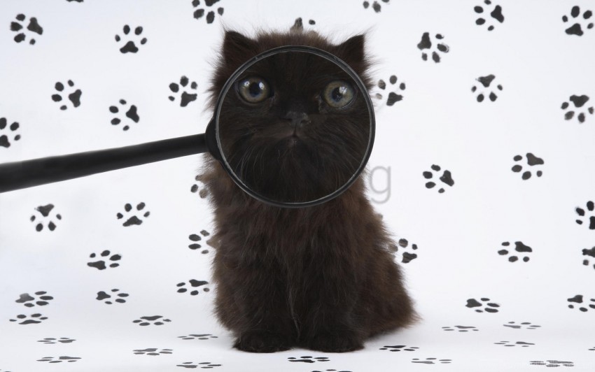 baby fluffy kitten magnifying glass wallpaper PNG with transparent overlay