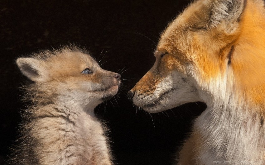 baby fox look wallpaper PNG with Clear Isolation on Transparent Background