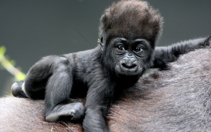 baby gorilla hair monkey wallpaper PNG photo without watermark