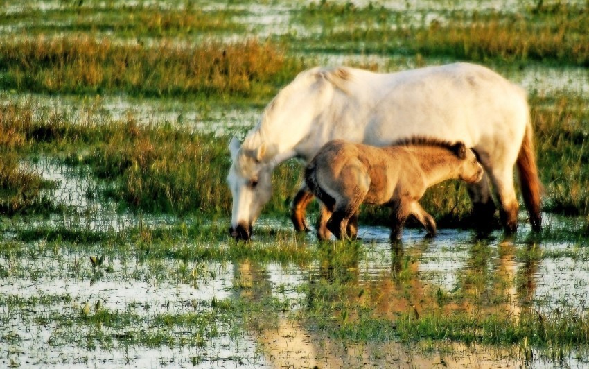 Baby Grass Horse Water Wallpaper Isolated Icon On Transparent PNG