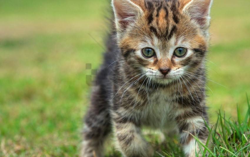 baby grass kitten look walk wallpaper Isolated Subject in HighResolution PNG