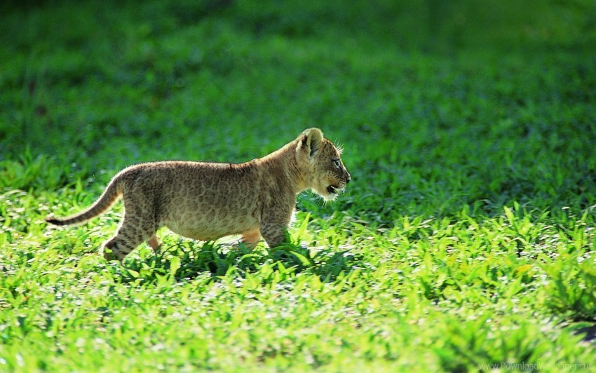 baby grass leopard wallpaper Isolated Character with Clear Background PNG