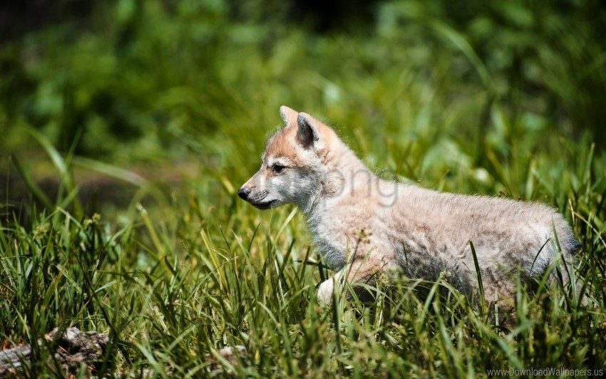 Baby Grass Walk Wolf Wallpaper PNG Image With Transparent Isolated Graphic