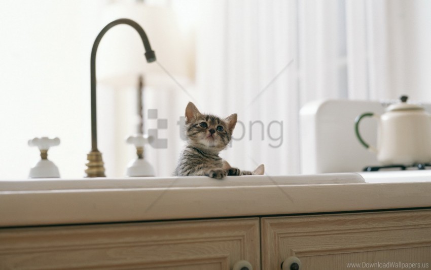 baby kitchen kitten sink wallpaper PNG images with alpha mask