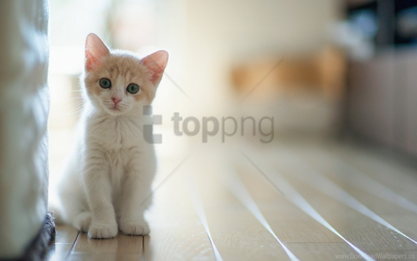 baby kitten light sitting wallpaper High-quality transparent PNG images comprehensive set