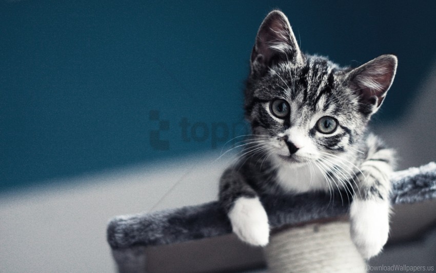 baby kitten look wallpaper PNG pictures with no background