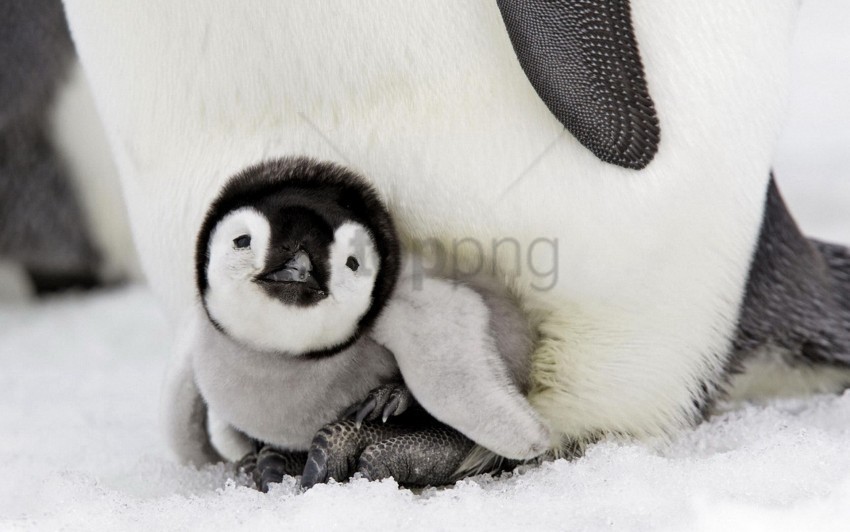 baby lie down penguin taking care wallpaper PNG clear background