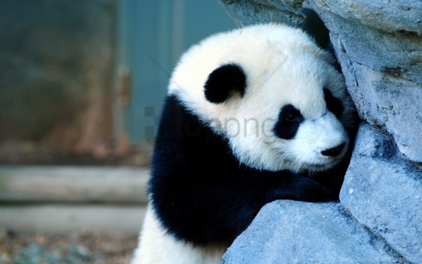 baby panda sadness wall wallpaper PNG images with no background comprehensive set