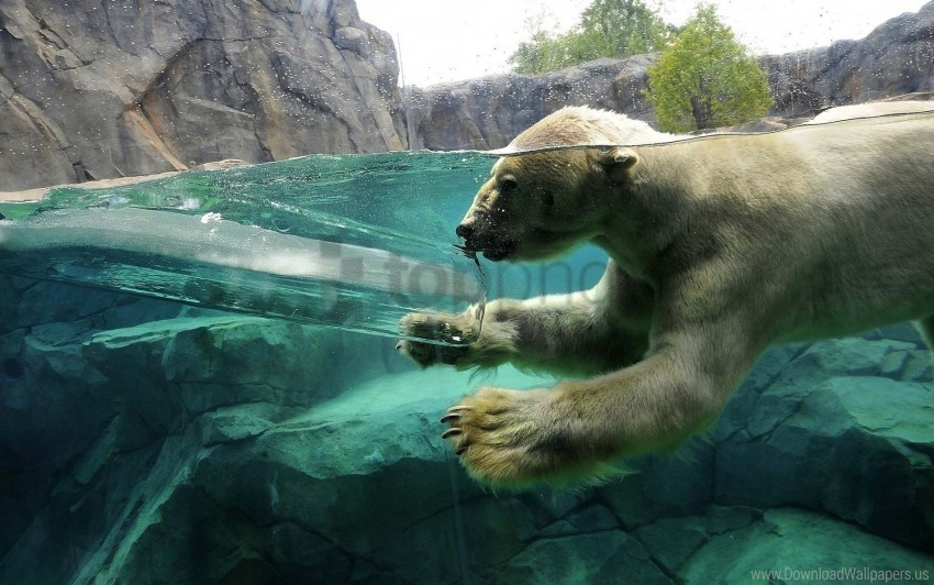 baby polar bear swim underwater wallpaper PNG with cutout background