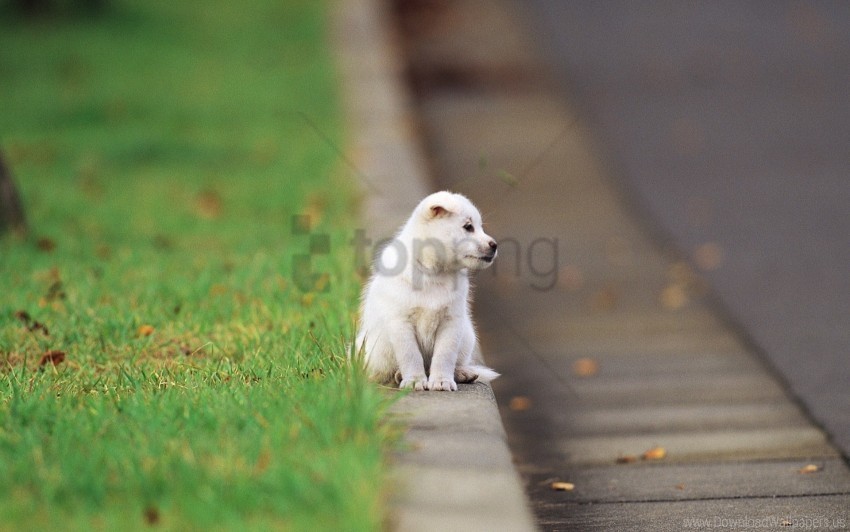 baby puppy road sitting wallpaper Clean Background Isolated PNG Art