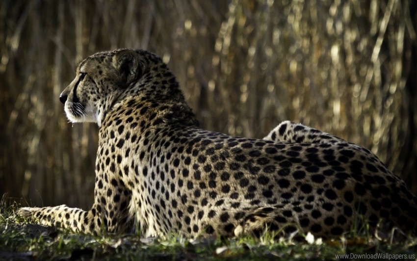 back big cat leopard lying spots wallpaper PNG files with clear background