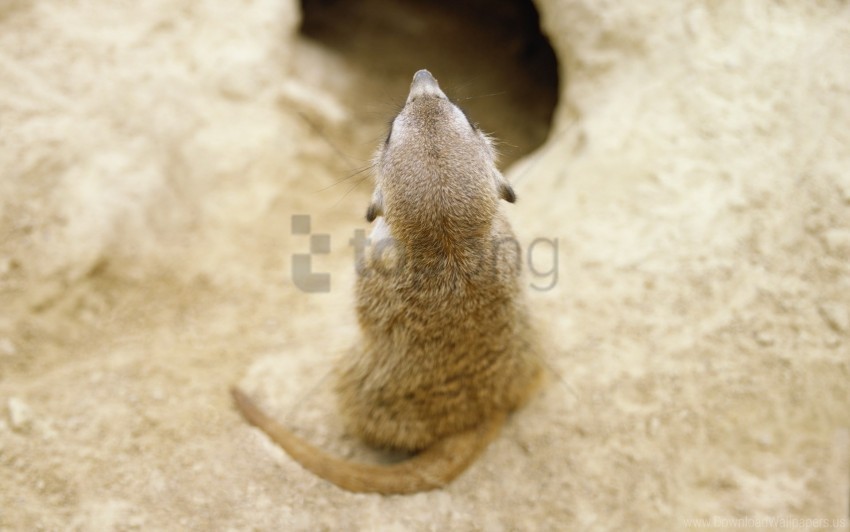 back burrow gopher wallpaper Clear pics PNG