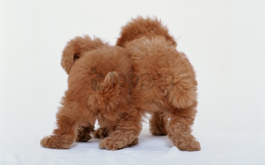 back curly dogs puppies wallpaper Transparent PNG Isolated Item with Detail