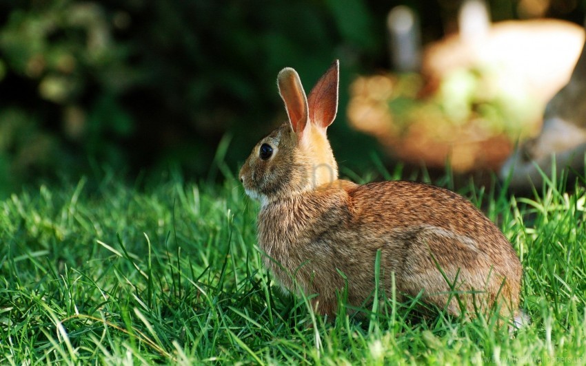 back grass rabbit striped wallpaper PNG transparent backgrounds