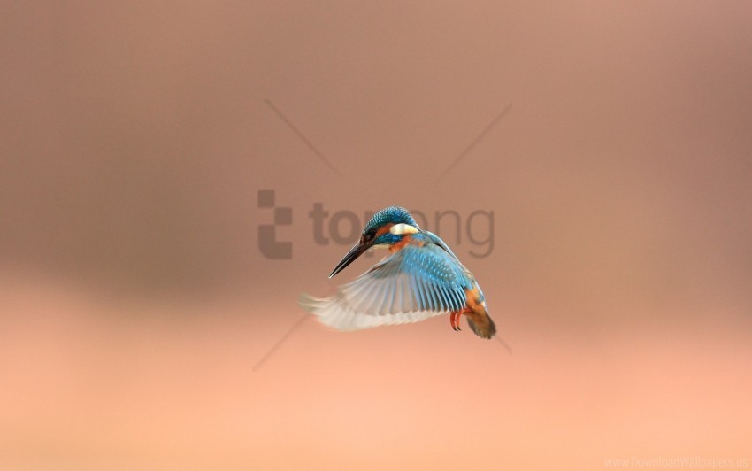 background beak bird flap wallpaper Isolated PNG Element with Clear Transparency