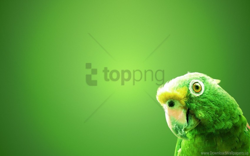 background beak bird parrot wallpaper Isolated Design Element on Transparent PNG