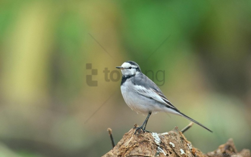  bird blur wallpaper Isolated Artwork on Clear Background PNG