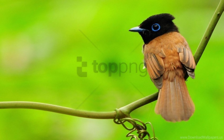  bird branch sit wallpaper Isolated Object on Clear Background PNG