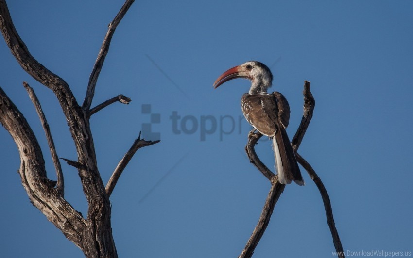  bird branches nature sky wallpaper High-resolution PNG images with transparent background