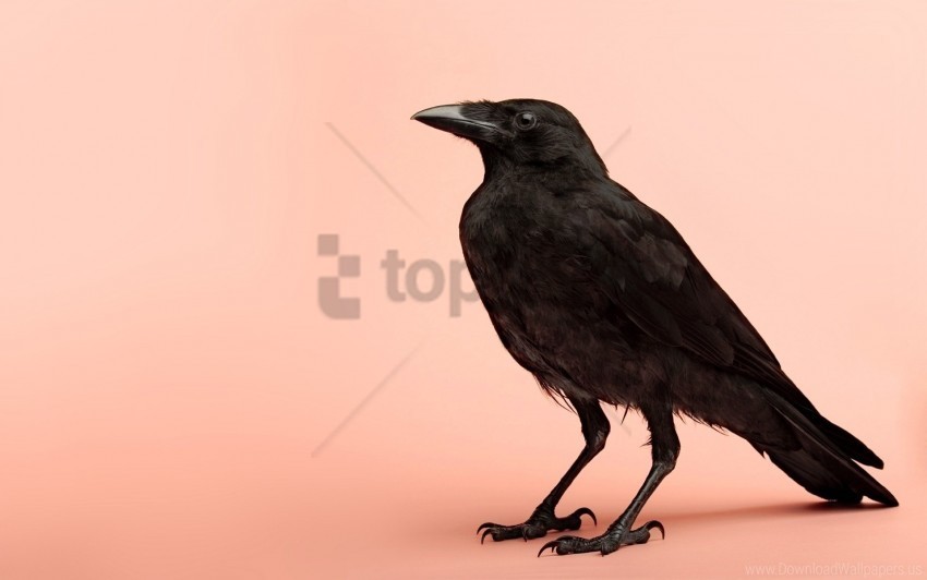 background bird crows photo shoot wallpaper PNG Image with Isolated Transparency