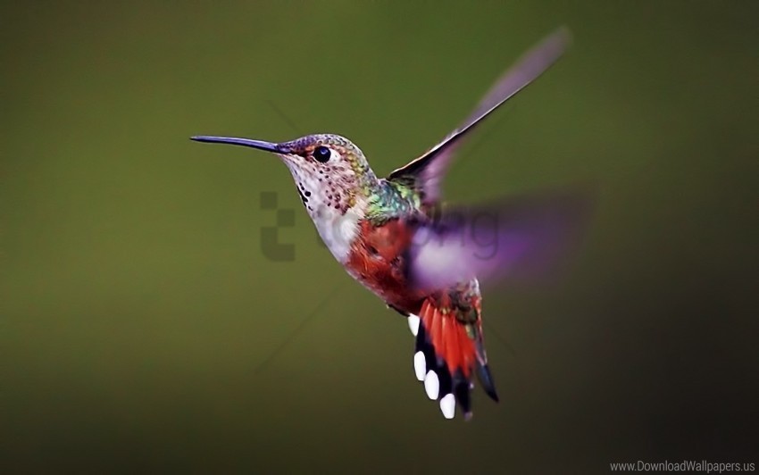  bird flap hummingbird wings wallpaper PNG with no background required