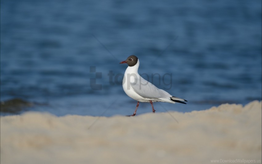 background bird gull sea snow wallpaper PNG graphics with clear alpha channel selection
