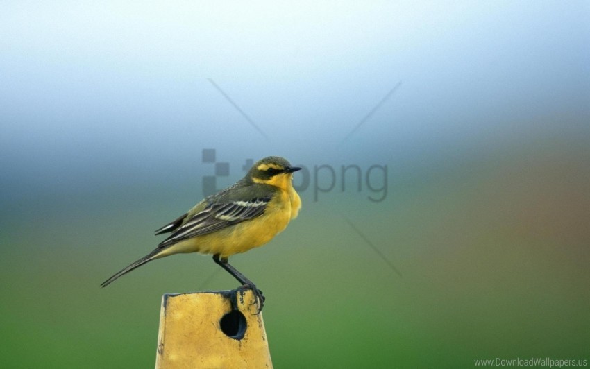  bird stand yellow wallpaper Isolated Element with Transparent PNG Background