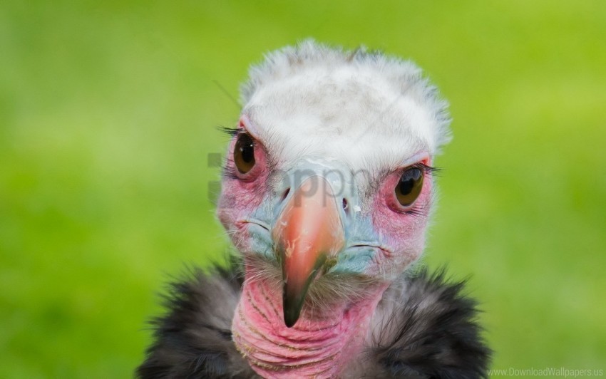  bird vulture wallpaper PNG clip art transparent background