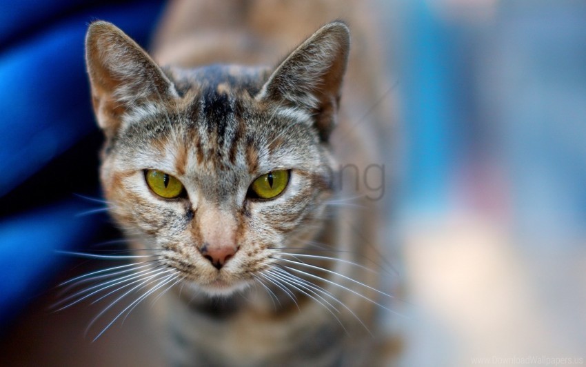 background blurred cat face opinion wallpaper High-resolution transparent PNG images set