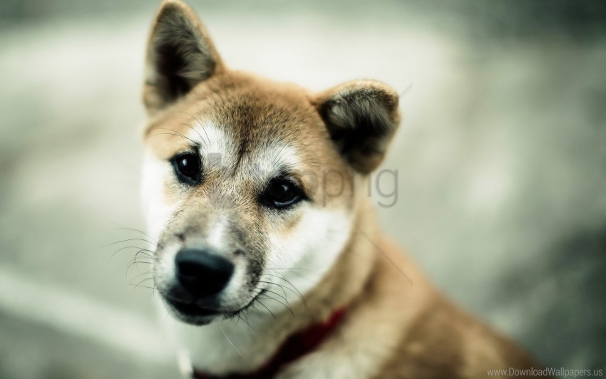 background blurred dog muzzle wallpaper PNG transparent images extensive collection