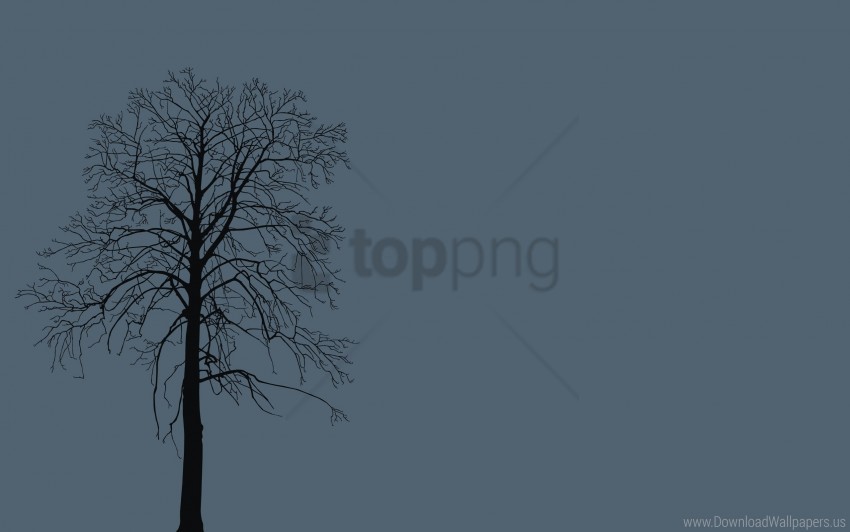 background branches tree wallpaper PNG without watermark free