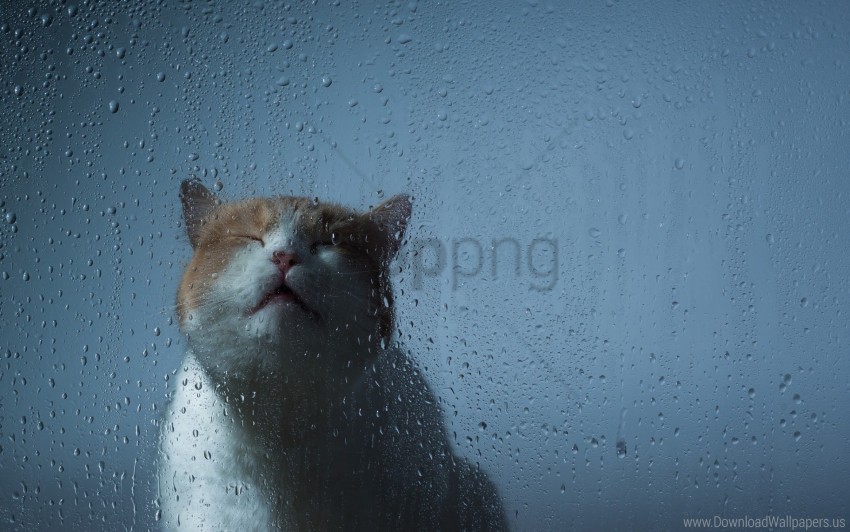  cat drops glass wallpaper PNG images with no background essential