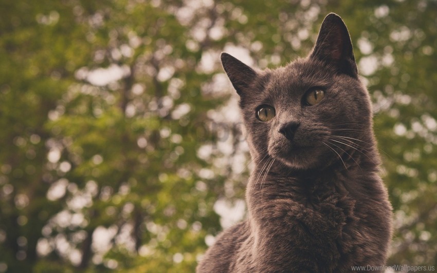 background cat eyes gray wallpaper PNG Graphic Isolated with Clarity