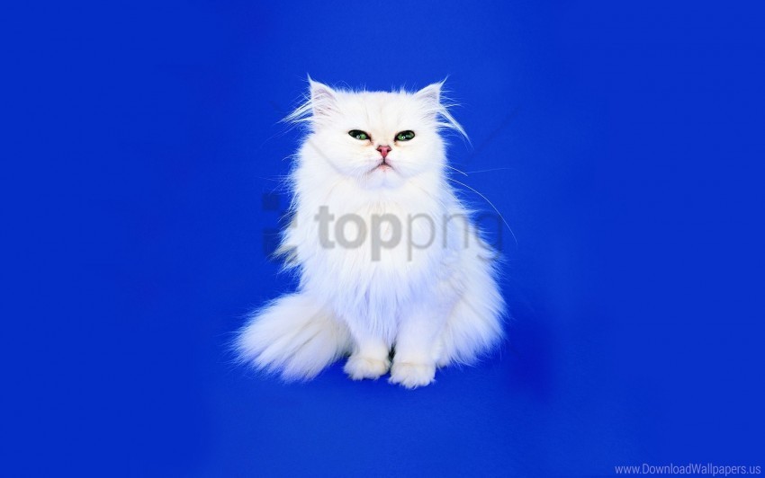 background cat fluffy look photo shoot wallpaper PNG graphics with clear alpha channel collection