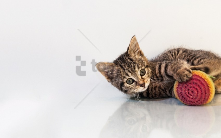 background cat kitten playful toys wallpaper PNG Isolated Illustration with Clarity