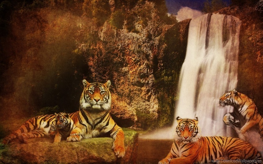 background cat mountains predators rocks tigers water waterfalls wallpaper Isolated Artwork on HighQuality Transparent PNG