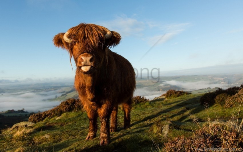 background cow nature wallpaper Isolated Character in Transparent PNG Format