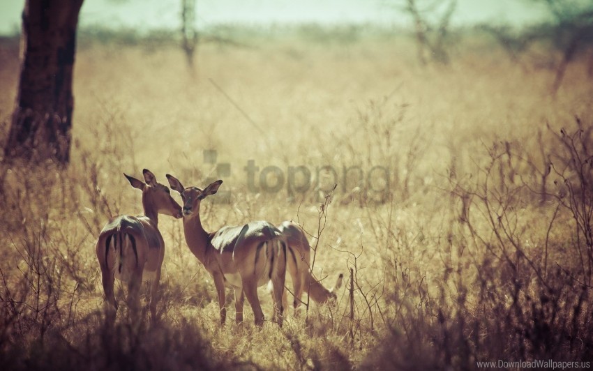  deer field grass nature wallpaper PNG with isolated background