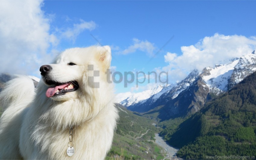 background dog fluffy tongue wallpaper PNG files with transparent backdrop complete bundle