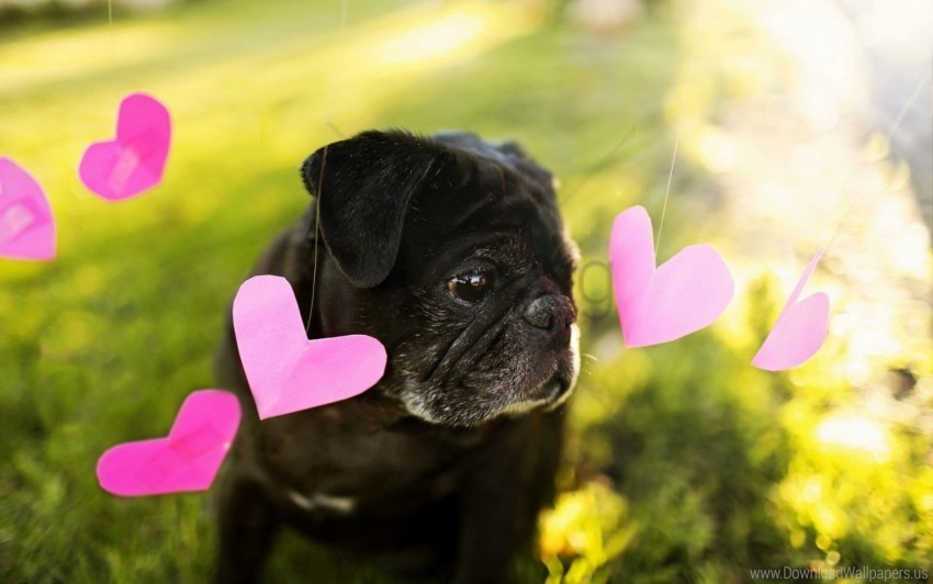 background dog heart wallpaper Transparent PNG Isolated Object with Detail