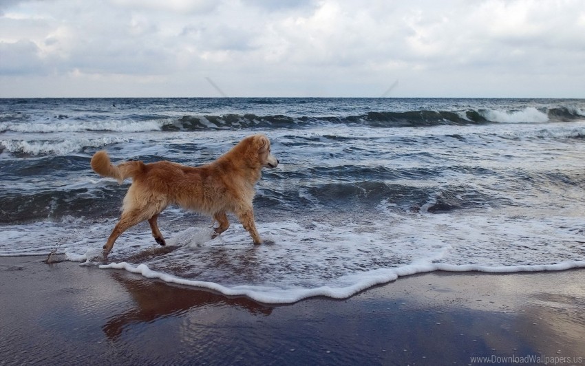 background dog playful sea walk wallpaper Isolated Element in HighQuality PNG