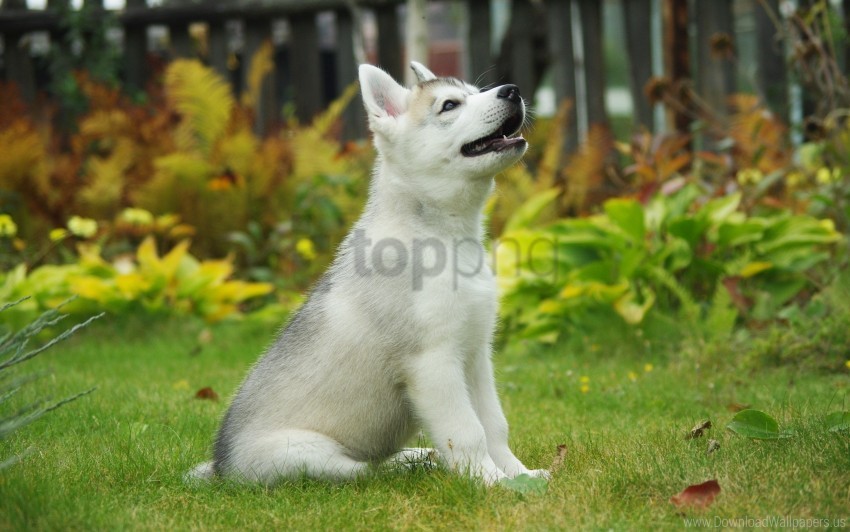  dog puppy siberian husky wallpaper Isolated Icon with Clear Background PNG