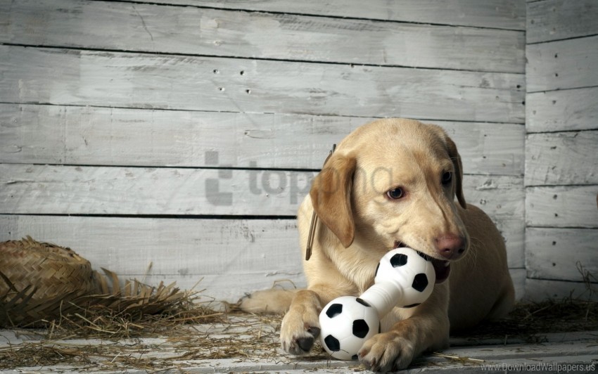 background dog puppy wallpaper PNG photos with clear backgrounds