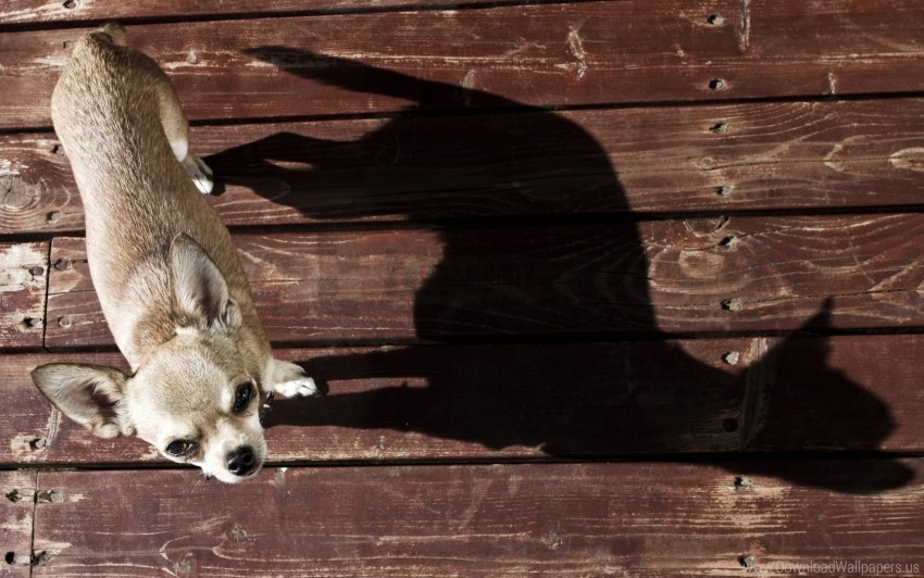 background dog shadow wallpaper Free download PNG with alpha channel extensive images